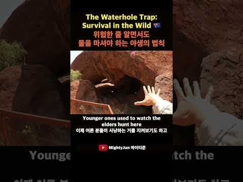 위험한 줄 알면서도 물을 마셔야 하는 야생의 법칙 #호주로드트립 #울룰루 #블루베어