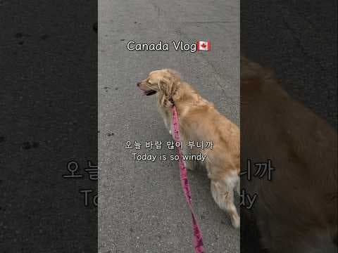 [캐나다 일상🇨🇦] 한국 챱츄가 좋아하는 날