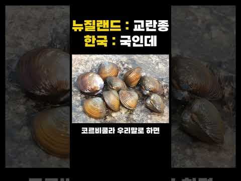 뉴질랜드가 재앙이라 부르는 조개를 보고 한국인들이 웃은 이유